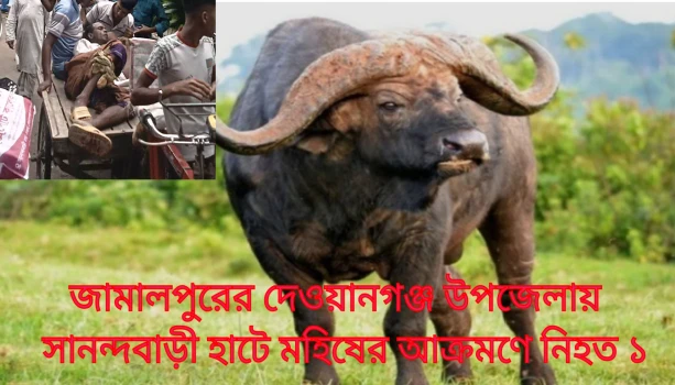 deshchitro-6a1465f74106a-250526090839.webp